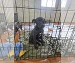 Small Photo #3 Labrador Retriever-Unknown Mix Puppy For Sale in SHERBURNE, NY, USA