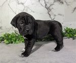 Small Photo #51 Cocker-Pei Puppy For Sale in GOSHEN, IN, USA