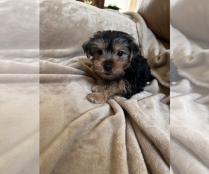 Yorkshire Terrier Puppy for sale in KATY, TX, USA