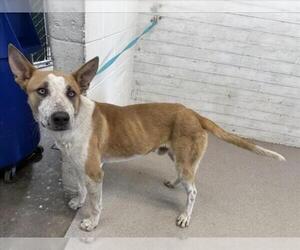 German Shepherd Dog-Unknown Mix Dogs for adoption in San Bernardino, CA, USA