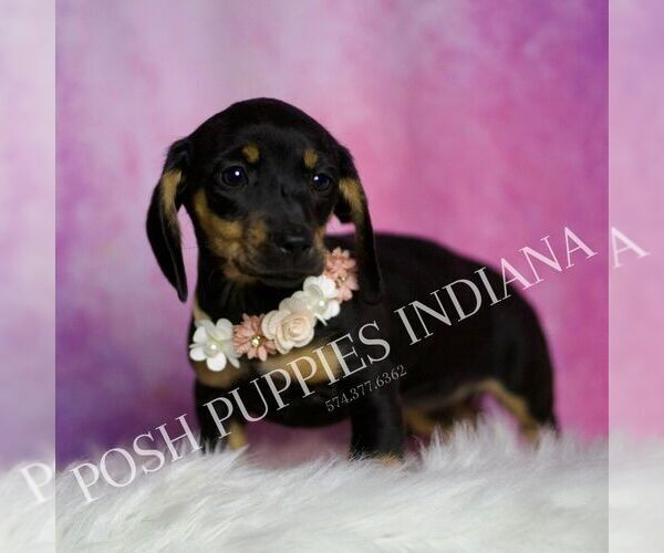 Medium Photo #26 Dachshund Puppy For Sale in WARSAW, IN, USA