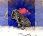 Small Photo #17 French Bulldog Puppy For Sale in MIMS, FL, USA