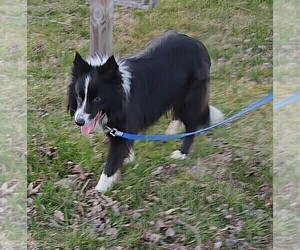 Mother of the Border Collie puppies born on 04/21/2024