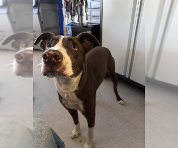 Medium Photo #1 Mutt Puppy For Sale in Bakersfield, CA, USA