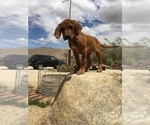 Small Photo #146 Rhodesian Ridgeback Puppy For Sale in MORONGO VALLEY, CA, USA