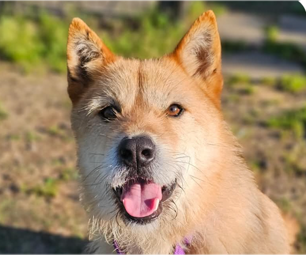 Medium Photo #1 Mutt Puppy For Sale in San Ramon, CA, USA