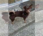 Small #1 Chiweenie