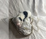 Puppy Betsy Saint Berdoodle-Shepadoodle Mix