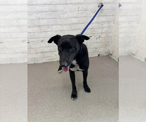 Labrador Retriever-Unknown Mix Dogs for adoption in San Bernardino, CA, USA