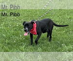 Small #1 American Pit Bull Terrier-Basset Hound Mix