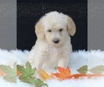 Small Photo #6 Labradoodle Puppy For Sale in FREDERICKSBURG, OH, USA