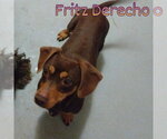 Small #9 Dachshund