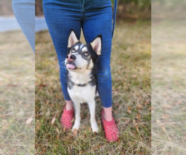 Medium Photo #2 Siberian Husky Puppy For Sale in Woodbury, NY, USA
