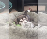Small #2 Beagle