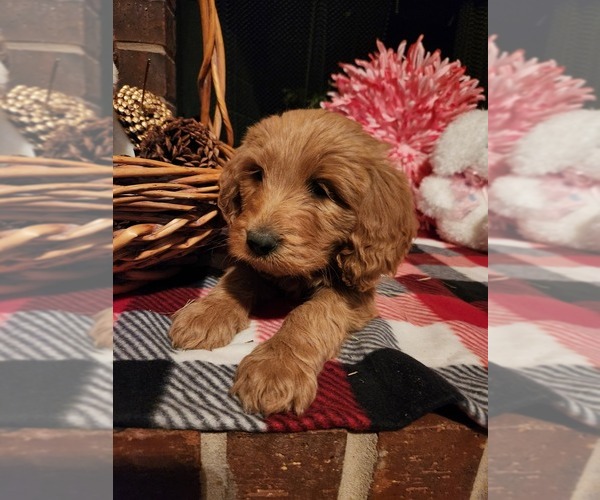 Medium Photo #1 Goldendoodle Puppy For Sale in FLOWER MOUND, TX, USA