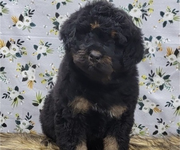 Medium Photo #2 Bernedoodle Puppy For Sale in BLAKESBURG, IA, USA