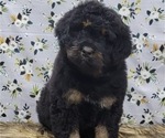 Small Photo #2 Bernedoodle Puppy For Sale in BLAKESBURG, IA, USA