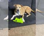 Small #1 Catahoula Leopard Dog Mix