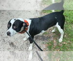 Small American Pit Bull Terrier