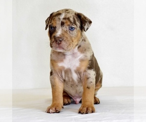 American Bully Puppy for sale in DE LEON SPRINGS, FL, USA