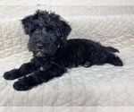 Small Photo #18 Schnauzer (Miniature) Puppy For Sale in HIGHLAND, CA, USA