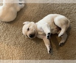 Small Photo #7 Labrador Retriever Puppy For Sale in RANTOUL, IL, USA