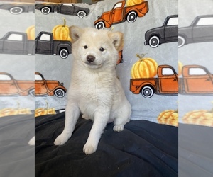 Shiba Inu Puppy for sale in STELLA, MO, USA