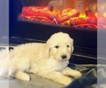 Small Photo #43 Goldendoodle Puppy For Sale in N HIGHLANDS, CA, USA