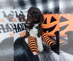 Small Photo #2 Poodle (Standard) Puppy For Sale in RISING SUN, MD, USA