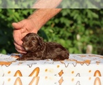 Small #20 ShihPoo