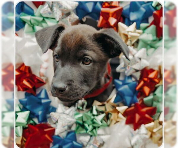 Medium Photo #1 Mutt Puppy For Sale in Fort Collins, CO, USA