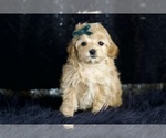 Small #1 Maltipoo