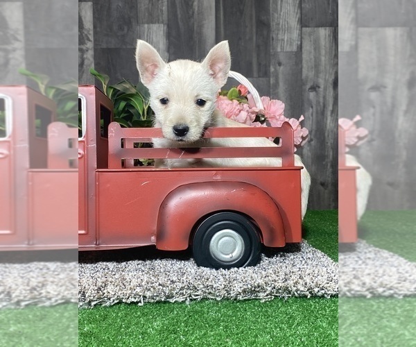 Medium Photo #3 West Highland White Terrier Puppy For Sale in CANOGA, NY, USA