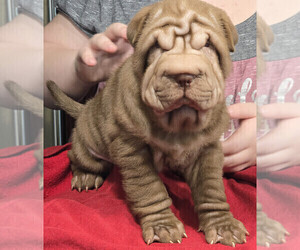 Chinese Shar-Pei Puppy for sale in RAYMOND, NH, USA