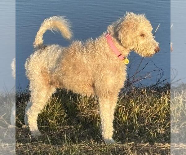 Medium Photo #2 Poodle (Miniature)-Unknown Mix Puppy For Sale in Yardley, PA, USA