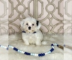 Small Photo #6 Shorkie Tzu Puppy For Sale in MORRIS CHAPEL, TN, USA