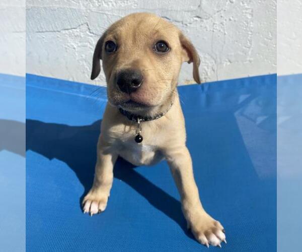 Medium Photo #19 Labrador Retriever-Unknown Mix Puppy For Sale in San Diego, CA, USA