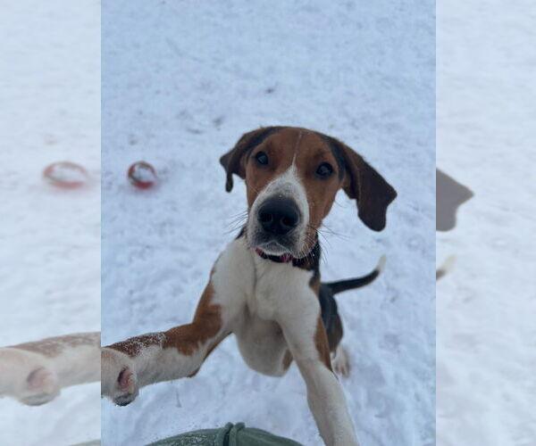 Medium Photo #4 Mutt Puppy For Sale in Pierceton , IN, USA