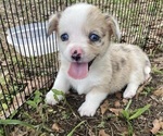 Small Photo #6 American Corgi Puppy For Sale in BRANDON, FL, USA