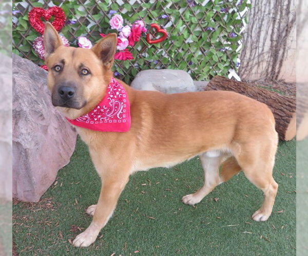 Medium Photo #1 Anatolian Shepherd-Unknown Mix Puppy For Sale in Oklahoma City, OK, USA
