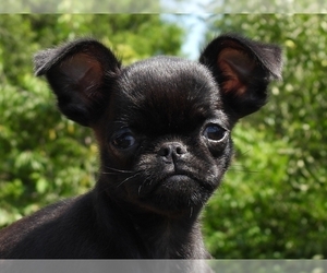 Brussels Griffon Puppy for sale in BROOKLYN, NY, USA