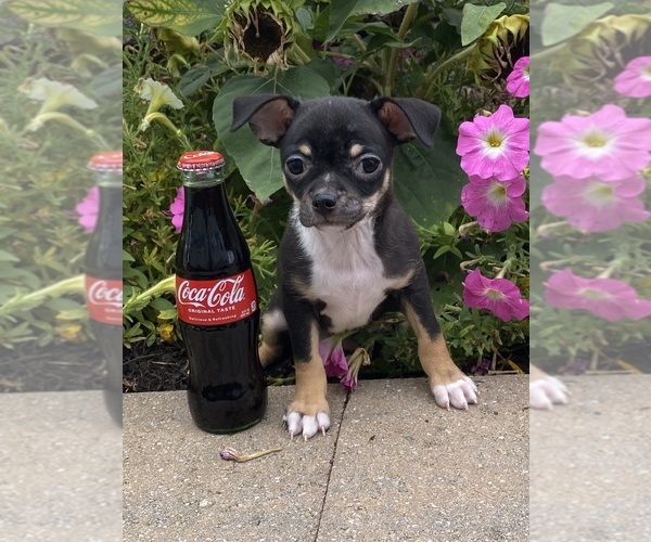 Medium Photo #1 Chihuahua Puppy For Sale in CANOGA, NY, USA