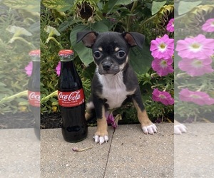 Chihuahua Puppy for sale in CANOGA, NY, USA