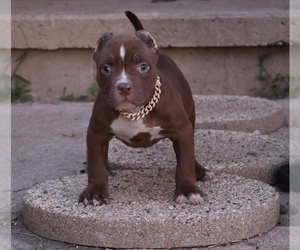 American Bully Puppy for sale in CHAMPAIGN, IL, USA