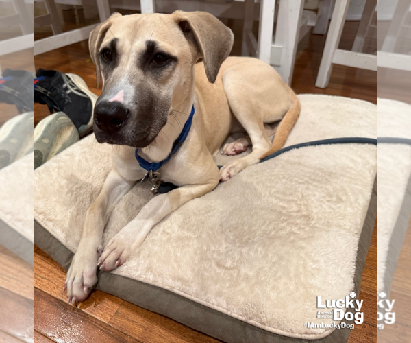 Medium Photo #3 Labrador Retriever-Unknown Mix Puppy For Sale in Washington, DC, USA