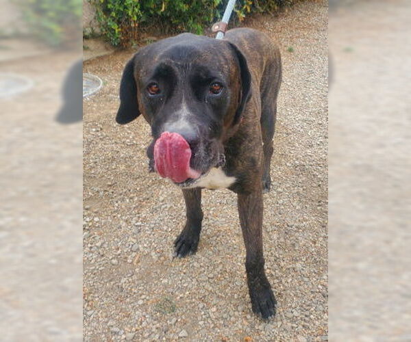 Medium Photo #3 Presa Canario-Unknown Mix Puppy For Sale in Ventura, CA, USA