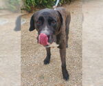 Small #2 Presa Canario Mix