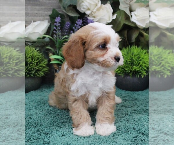 Medium Photo #3 Cavapoo (Miniature) Puppy For Sale in CARLISLE, KY, USA