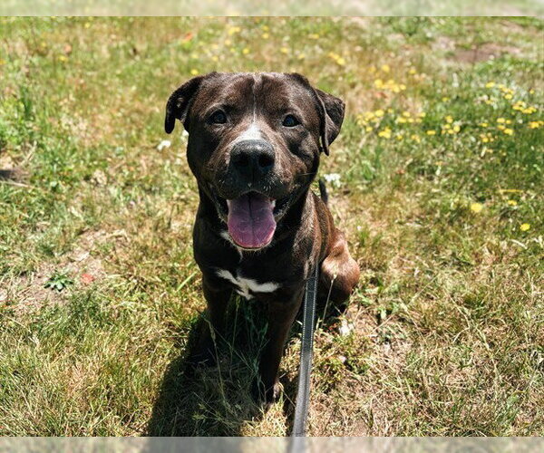 Medium Photo #1 Mutt Puppy For Sale in McKinleyville, CA, USA