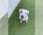 Small #6 Jack Russell Terrier Mix